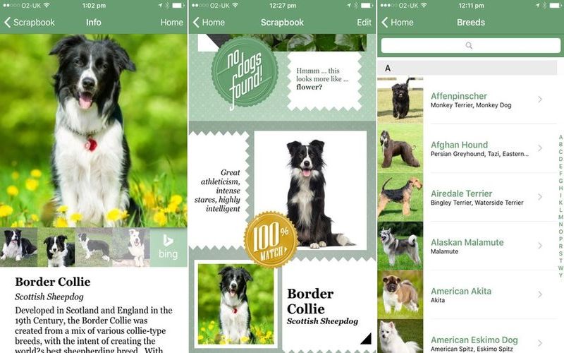 Fetch!, app de Microsoft que reconoce razas caninas (iOS)